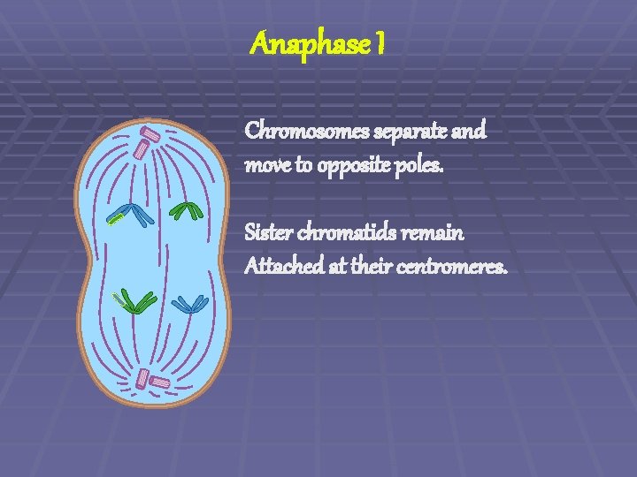 Anaphase I Chromosomes separate and move to opposite poles. Sister chromatids remain Attached at