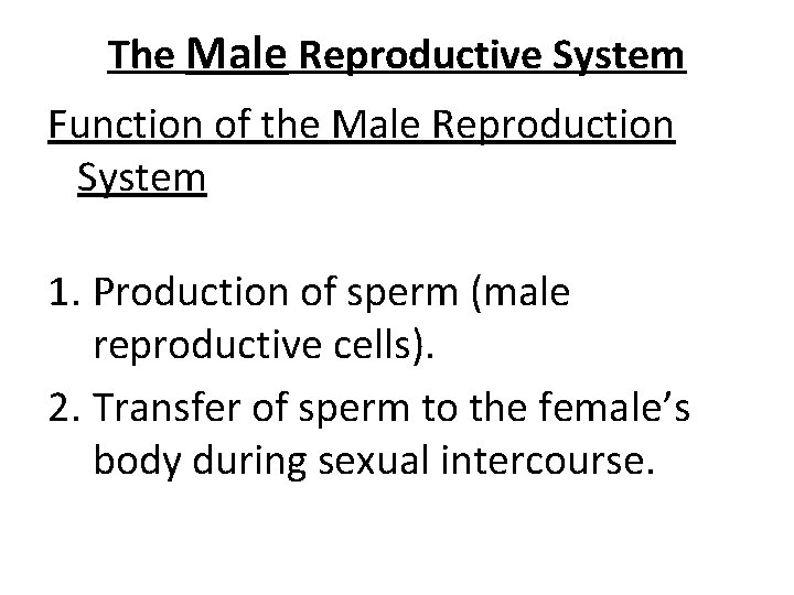 The Human Reproductive System The Male Reproductive System