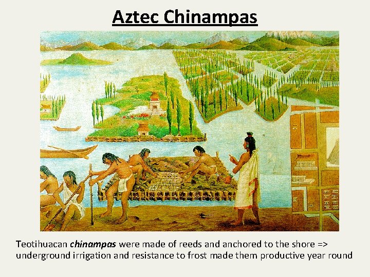 Aztec Chinampas Teotihuacan chinampas were made of reeds and anchored to the shore =>