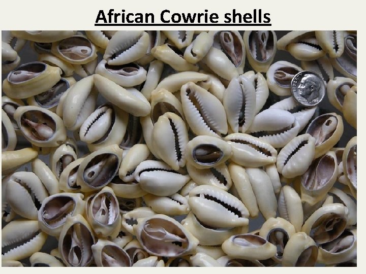 African Cowrie shells 