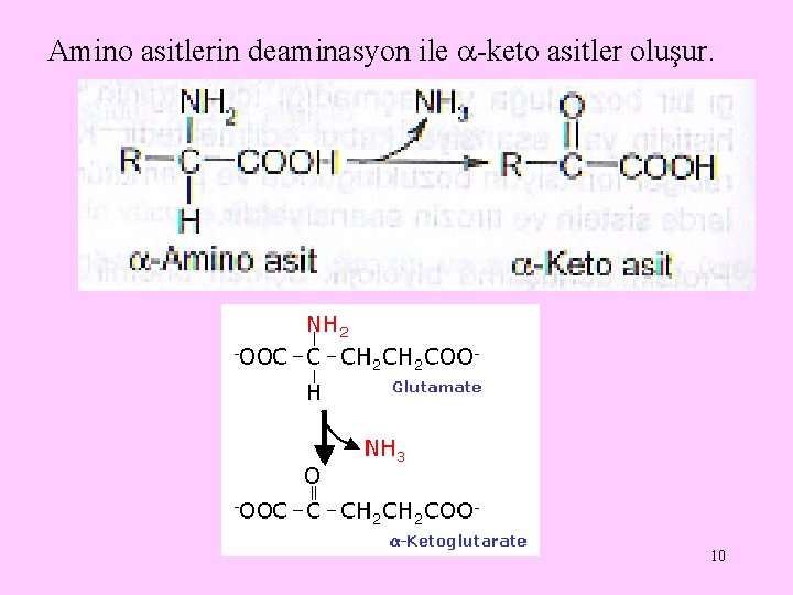 Amino asitlerin deaminasyon ile -keto asitler oluşur. 10 Amino asitlerin deaminasyon ile -keto asitler oluşur. 10