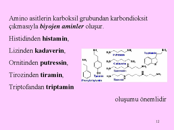 Amino asitlerin karboksil grubundan karbondioksit çıkmasıyla biyojen aminler oluşur. Histidinden histamin, Lizinden kadaverin, Ornitinden Amino asitlerin karboksil grubundan karbondioksit çıkmasıyla biyojen aminler oluşur. Histidinden histamin, Lizinden kadaverin, Ornitinden