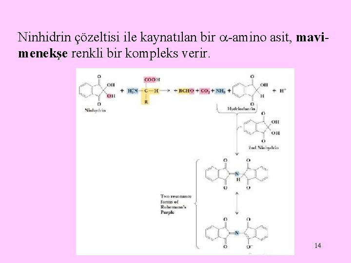 Ninhidrin çözeltisi ile kaynatılan bir -amino asit, mavimenekşe renkli bir kompleks verir. 14 Ninhidrin çözeltisi ile kaynatılan bir -amino asit, mavimenekşe renkli bir kompleks verir. 14