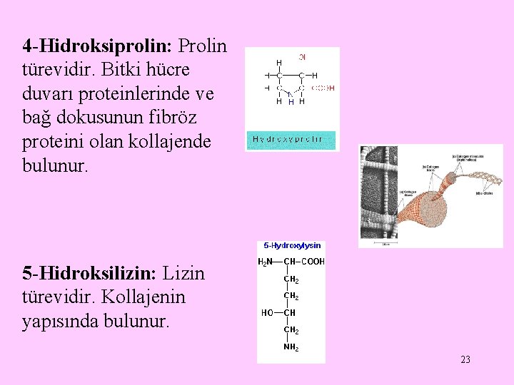 4 -Hidroksiprolin: Prolin türevidir. Bitki hücre duvarı proteinlerinde ve bağ dokusunun fibröz proteini olan 4 -Hidroksiprolin: Prolin türevidir. Bitki hücre duvarı proteinlerinde ve bağ dokusunun fibröz proteini olan