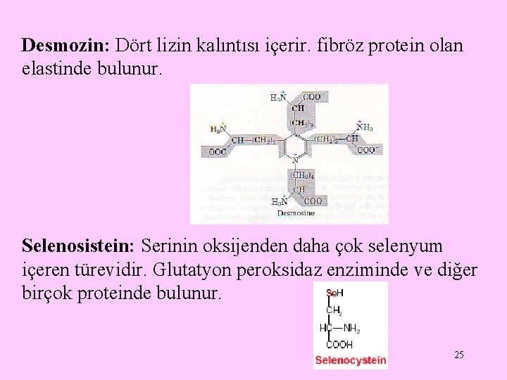 Desmozin: Dört lizin kalıntısı içerir. fibröz protein olan elastinde bulunur. Selenosistein: Serinin oksijenden daha Desmozin: Dört lizin kalıntısı içerir. fibröz protein olan elastinde bulunur. Selenosistein: Serinin oksijenden daha