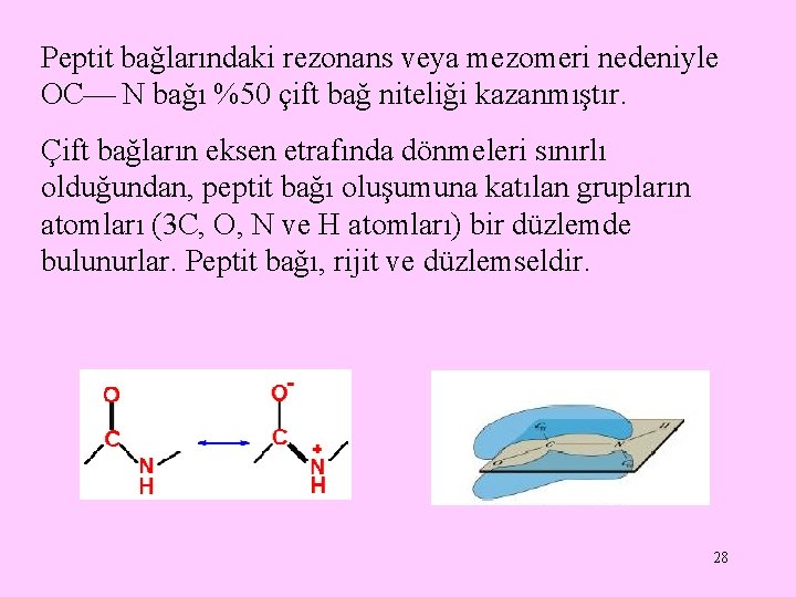 Peptit bağlarındaki rezonans veya mezomeri nedeniyle OC N bağı %50 çift bağ niteliği kazanmıştır. Peptit bağlarındaki rezonans veya mezomeri nedeniyle OC N bağı %50 çift bağ niteliği kazanmıştır.