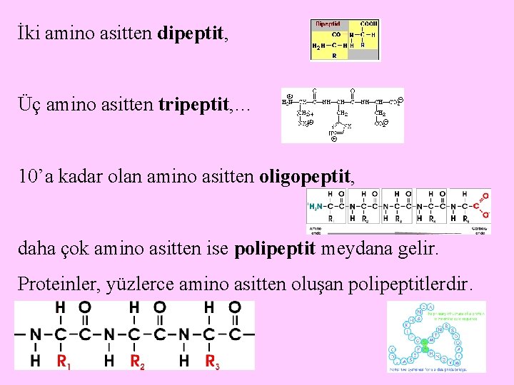 İki amino asitten dipeptit, Üç amino asitten tripeptit, … 10’a kadar olan amino asitten İki amino asitten dipeptit, Üç amino asitten tripeptit, … 10’a kadar olan amino asitten