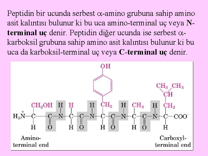 Peptidin bir ucunda serbest -amino grubuna sahip amino asit kalıntısı bulunur ki bu uca Peptidin bir ucunda serbest -amino grubuna sahip amino asit kalıntısı bulunur ki bu uca