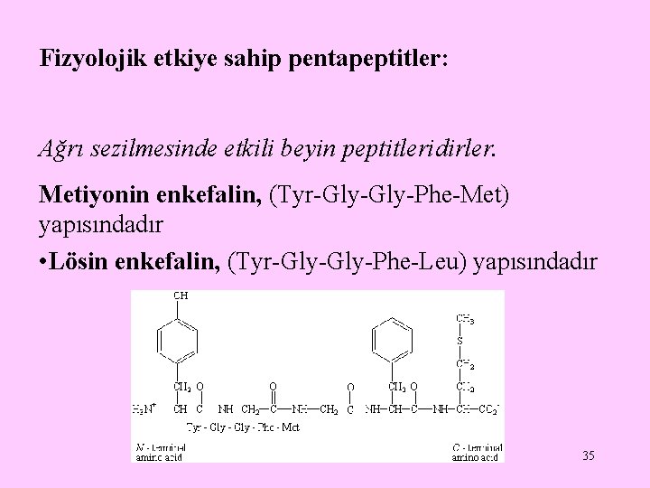Fizyolojik etkiye sahip pentapeptitler: Ağrı sezilmesinde etkili beyin peptitleridirler. Metiyonin enkefalin, (Tyr-Gly-Phe-Met) yapısındadır • Fizyolojik etkiye sahip pentapeptitler: Ağrı sezilmesinde etkili beyin peptitleridirler. Metiyonin enkefalin, (Tyr-Gly-Phe-Met) yapısındadır •