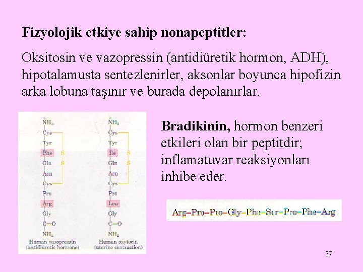 Fizyolojik etkiye sahip nonapeptitler: Oksitosin ve vazopressin (antidiüretik hormon, ADH), hipotalamusta sentezlenirler, aksonlar boyunca Fizyolojik etkiye sahip nonapeptitler: Oksitosin ve vazopressin (antidiüretik hormon, ADH), hipotalamusta sentezlenirler, aksonlar boyunca
