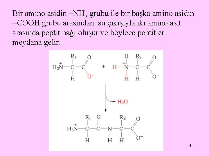 Bir amino asidin NH 2 grubu ile bir başka amino asidin COOH grubu arasından Bir amino asidin NH 2 grubu ile bir başka amino asidin COOH grubu arasından
