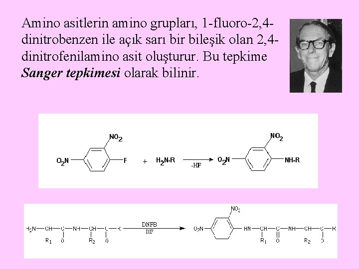 Amino asitlerin amino grupları, 1 -fluoro-2, 4 dinitrobenzen ile açık sarı bir bileşik olan Amino asitlerin amino grupları, 1 -fluoro-2, 4 dinitrobenzen ile açık sarı bir bileşik olan