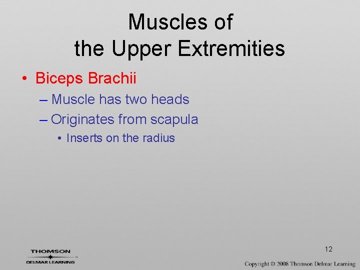 Muscles of the Upper Extremities • Biceps Brachii – Muscle has two heads –