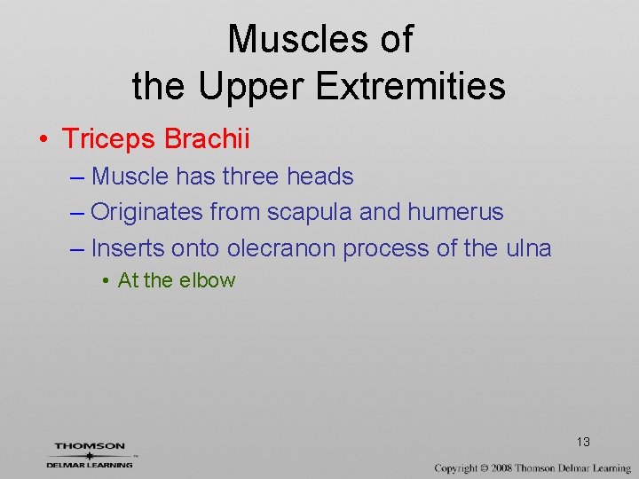 Muscles of the Upper Extremities • Triceps Brachii – Muscle has three heads –