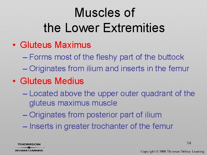 Muscles of the Lower Extremities • Gluteus Maximus – Forms most of the fleshy