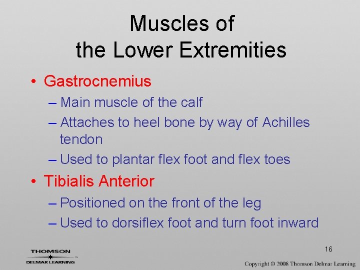 Muscles of the Lower Extremities • Gastrocnemius – Main muscle of the calf –