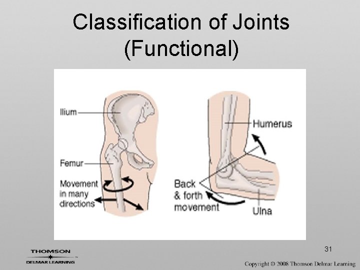 Classification of Joints (Functional) 31 