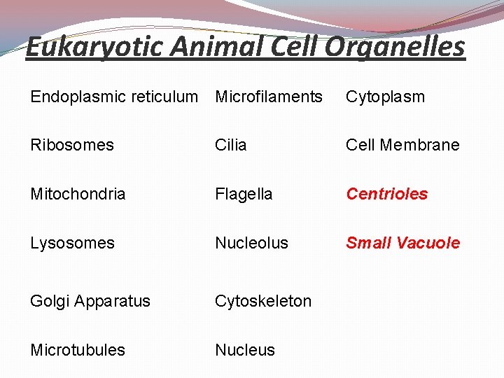 Eukaryotic Animal Cell Organelles Endoplasmic reticulum Microfilaments Cytoplasm Ribosomes Cilia Cell Membrane Mitochondria Flagella