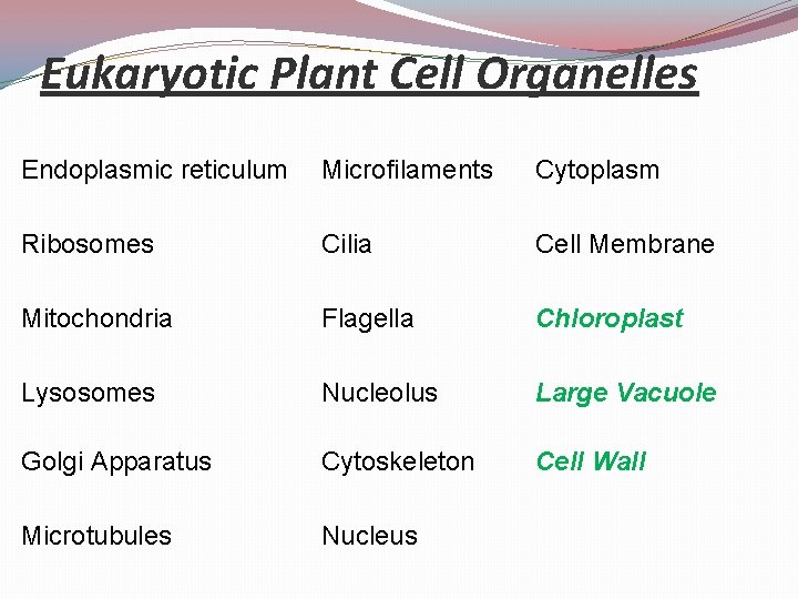 Eukaryotic Plant Cell Organelles Endoplasmic reticulum Microfilaments Cytoplasm Ribosomes Cilia Cell Membrane Mitochondria Flagella