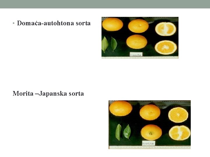  • Domaća-autohtona sorta Morita –Japanska sorta 