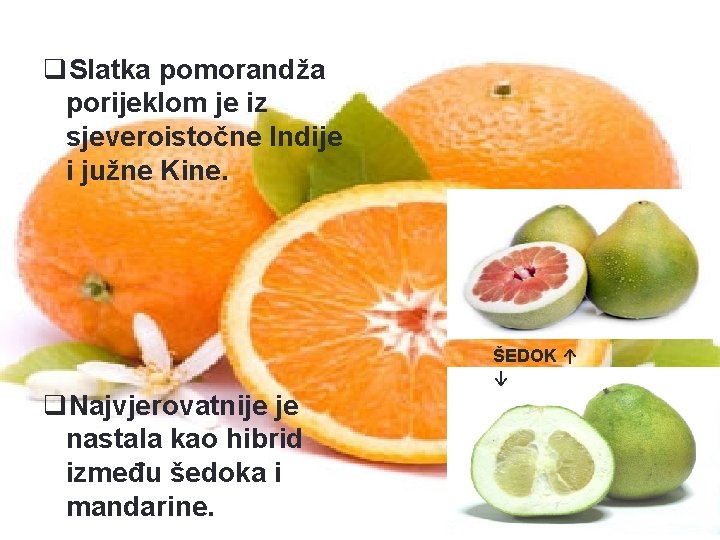 q. Slatka pomorandža porijeklom je iz sjeveroistočne Indije i južne Kine. ŠEDOK ↑ ↓