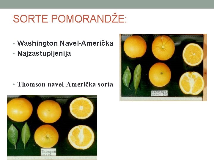 SORTE POMORANDŽE: • Washington Navel-Američka • Najzastupljenija • Thomson navel-Američka sorta 