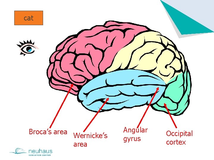 cat Broca’s area Wernicke’s area Angular gyrus Occipital cortex 