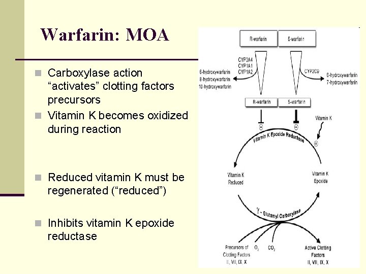 Warfarin: MOA n Carboxylase action “activates” clotting factors precursors n Vitamin K becomes oxidized