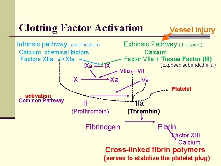 Clotting Factor Activation Intrinsic pathway Extrinsic Pathway (the spark) (amplification) Calcium, chemical factors Factors