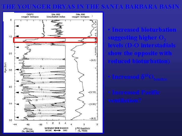 THE YOUNGER DRYAS IN THE SANTA BARBARA BASIN • Increased bioturbation suggesting higher O