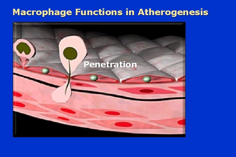 Macrophage Functions in Atherogenesis Penetration 