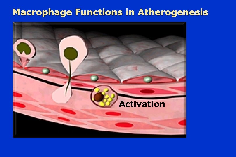 Macrophage Functions in Atherogenesis Activation 