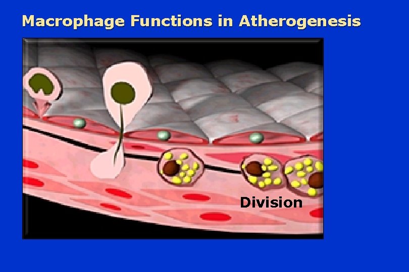 Macrophage Functions in Atherogenesis Division 