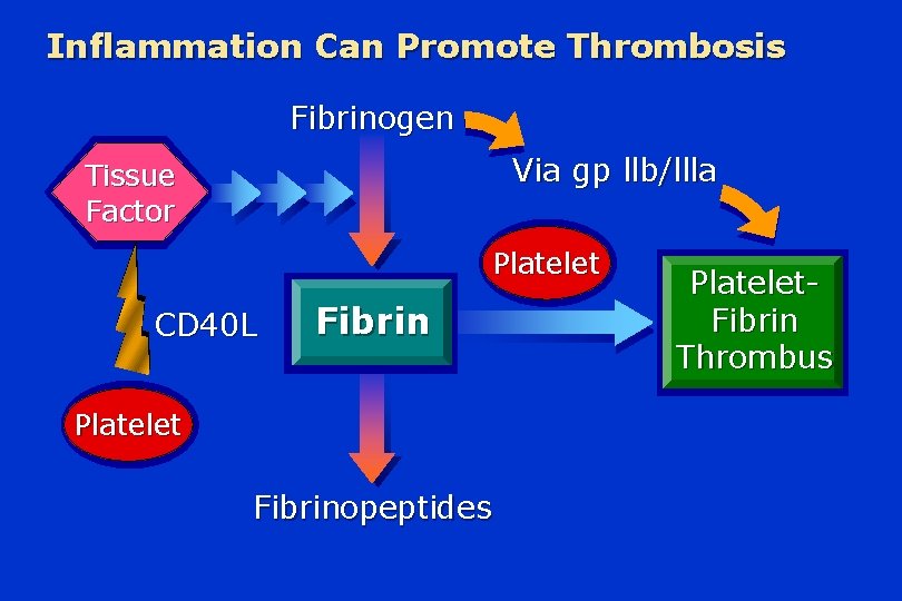 Inflammation Can Promote Thrombosis Fibrinogen Via gp llb/llla Tissue Factor Platelet CD 40 L