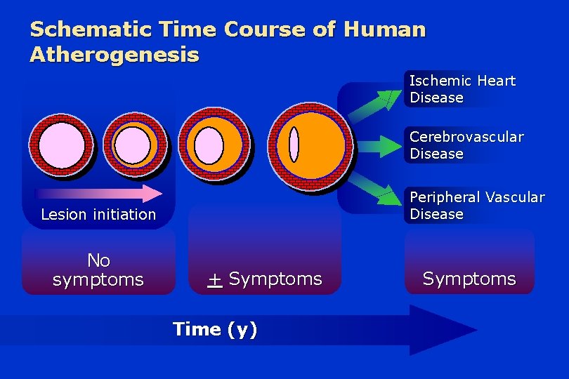 Schematic Time Course of Human Atherogenesis Ischemic Heart Disease Cerebrovascular Disease Peripheral Vascular Disease