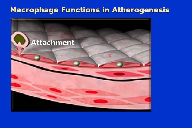 Macrophage Functions in Atherogenesis Attachment 