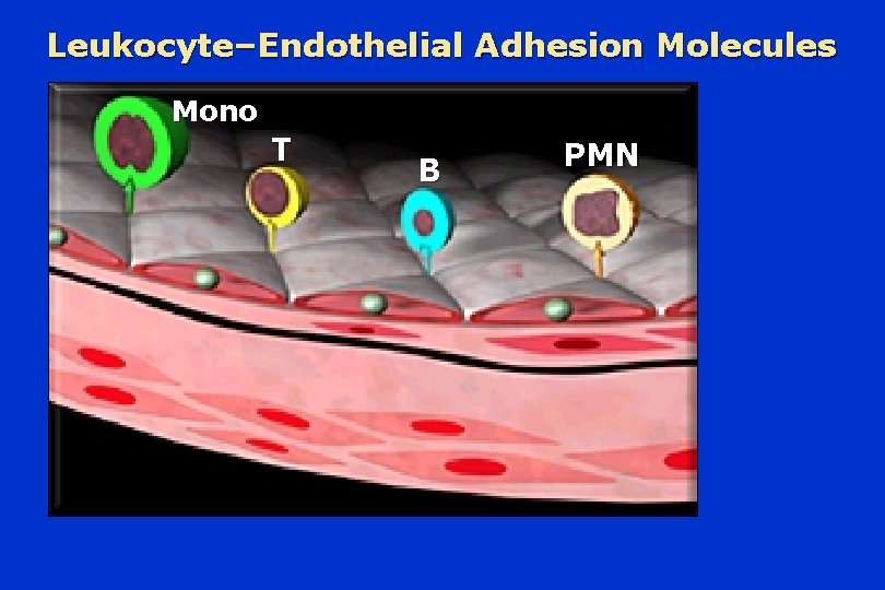 Leukocyte–Endothelial Adhesion Molecules Mono T B PMN 