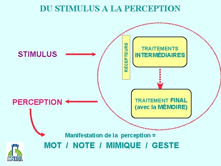 STIMULUS PERCEPTION RÉCEPTEURS DU STIMULUS A LA PERCEPTION TRAITEMENTS INTERMÉDIAIRES TRAITEMENT FINAL (avec la