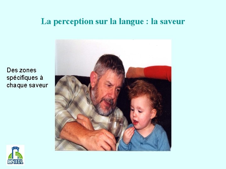 La perception sur la langue : la saveur Des zones spécifiques à chaque saveur