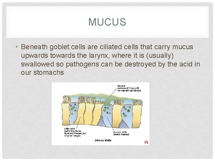 MUCUS • Beneath goblet cells are ciliated cells that carry mucus upwards towards the