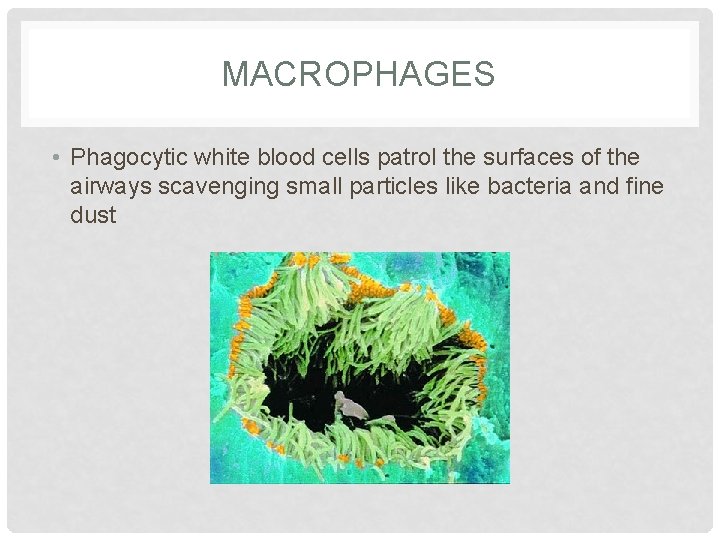 MACROPHAGES • Phagocytic white blood cells patrol the surfaces of the airways scavenging small