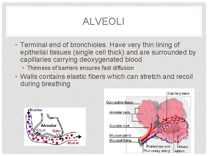 ALVEOLI • Terminal end of bronchioles. Have very thin lining of epithelial tissues (single