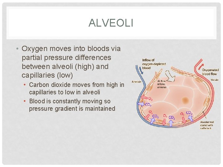 ALVEOLI • Oxygen moves into bloods via partial pressure differences between alveoli (high) and