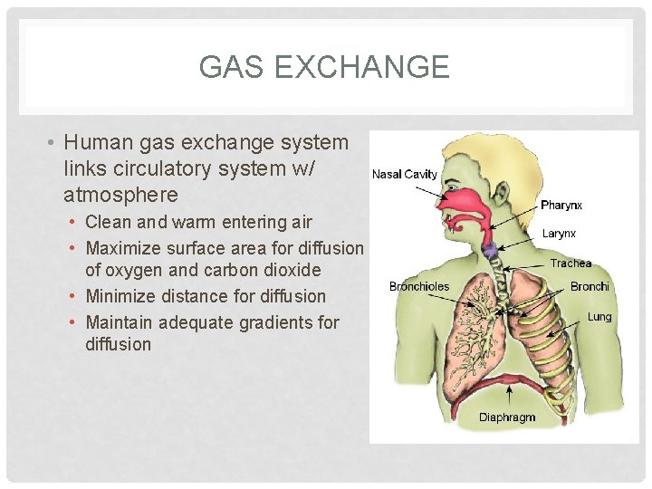 GAS EXCHANGE • Human gas exchange system links circulatory system w/ atmosphere • Clean