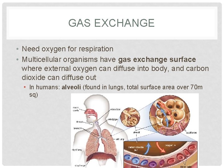 GAS EXCHANGE • Need oxygen for respiration • Multicellular organisms have gas exchange surface