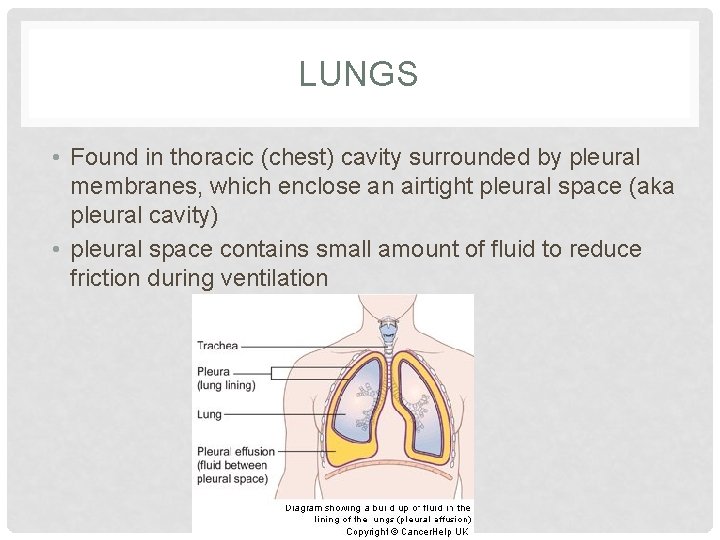 LUNGS • Found in thoracic (chest) cavity surrounded by pleural membranes, which enclose an