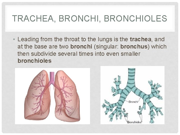 TRACHEA, BRONCHIOLES • Leading from the throat to the lungs is the trachea, and