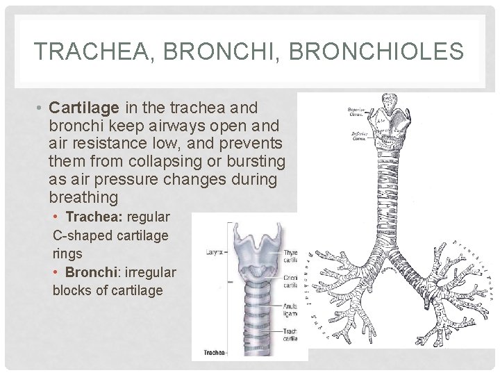 TRACHEA, BRONCHIOLES • Cartilage in the trachea and bronchi keep airways open and air