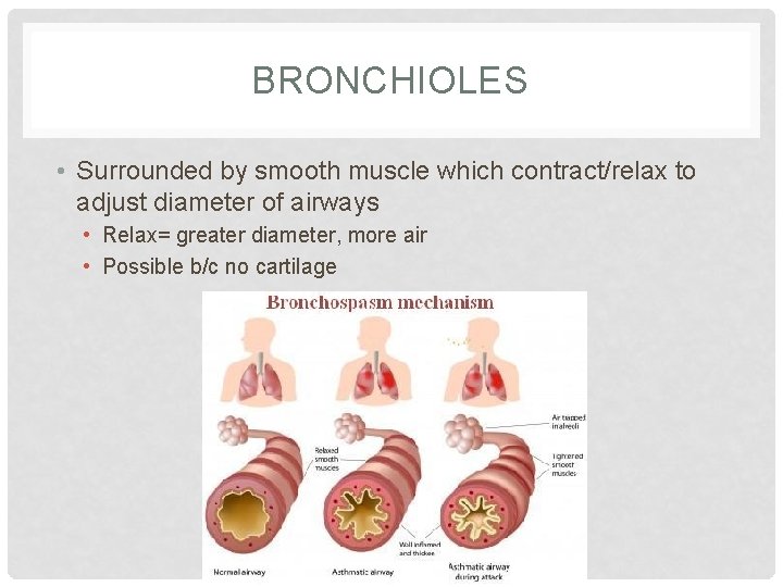 BRONCHIOLES • Surrounded by smooth muscle which contract/relax to adjust diameter of airways •