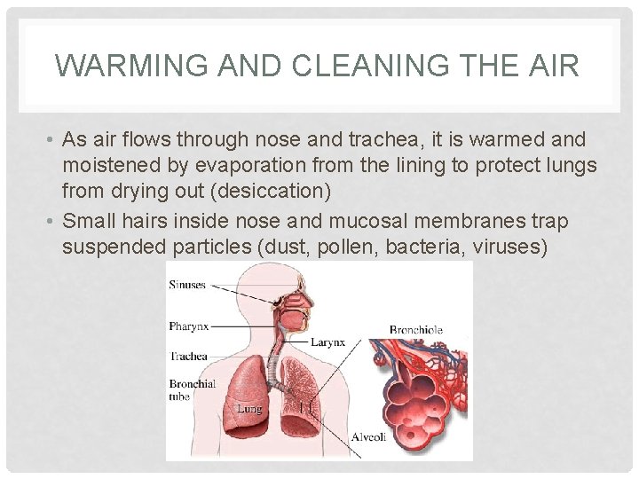 WARMING AND CLEANING THE AIR • As air flows through nose and trachea, it